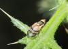 Urophora stylata
